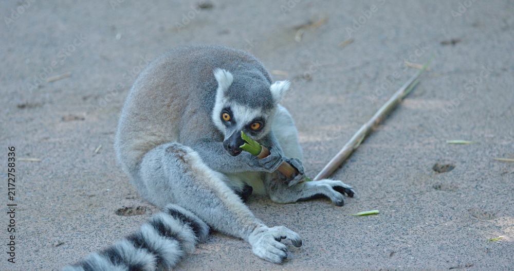 Naklejka premium Ring-Tailed Lemur Sitting on Ground Eating a Bamboo Stick