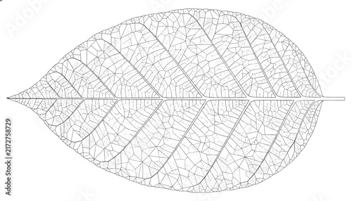 Detailed black and white vector outline of a leaf skeleton showing intricate vein patterns and structural details.