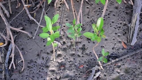 young mangrove ,Young mangrove seedling anchored in tidal sediment, illustrating coastal resilience, wetland restoration, habitat recovery, and climate adaptation