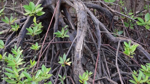 young mangrove ,Young mangrove seedling anchored in tidal sediment, illustrating coastal resilience, wetland restoration, habitat recovery, and climate adaptation