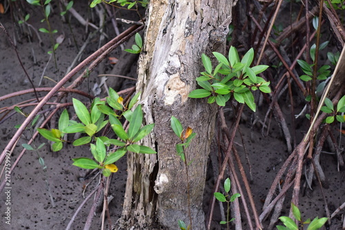 young mangrove ,Young mangrove seedling anchored in tidal sediment, illustrating coastal resilience, wetland restoration, habitat recovery, and climate adaptation