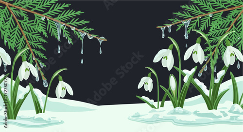 Snowdrops blooming under melting icicles and evergreen branches
