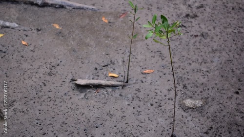 young mangrove ,Young mangrove seedling anchored in tidal sediment, illustrating coastal resilience, wetland restoration, habitat recovery, and climate adaptation