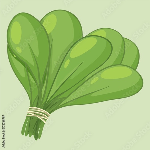Photography Bok Choy Flat Vector Illustration