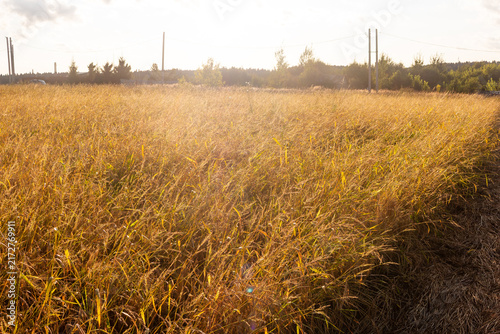 Obraz na plátně Golden dry grass stalks glowing in the late August sun create a warm rustic mead