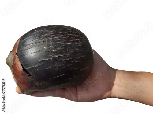 Foto Holding a toddy palm fruit in hand, isolated on a PNG background.