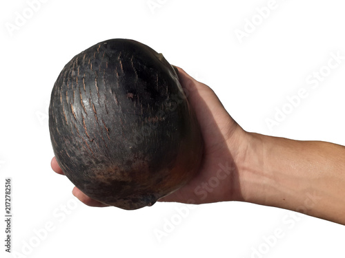 Fotografía Holding a toddy palm fruit in hand, isolated on a PNG background.
