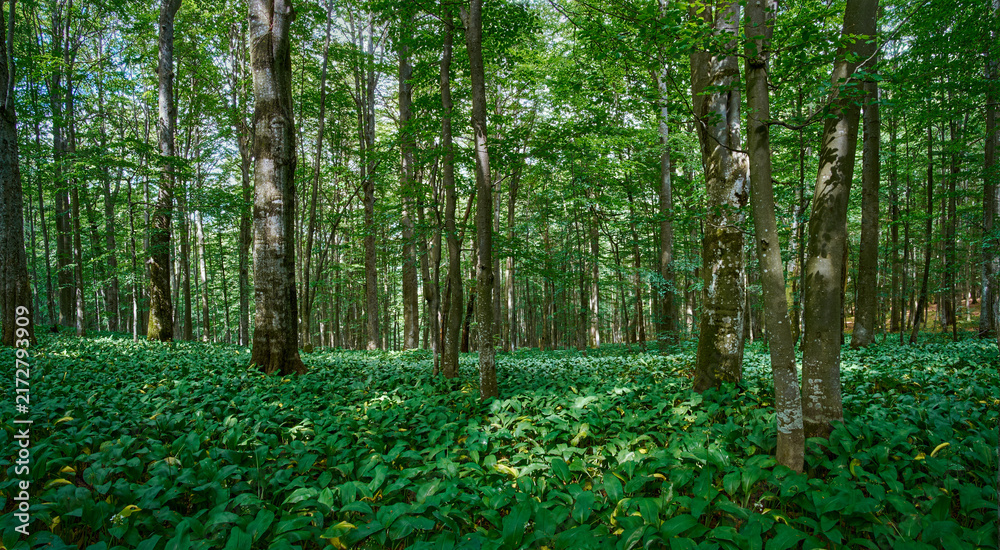 Obraz premium A vibrant panoramic view of a dense green forest with tall, slender tree trunks and a lush ground cover of wild garlic plants