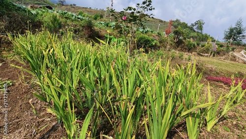 Фотография Green plants on hillside farm.