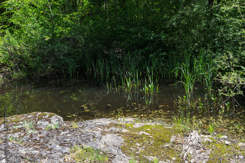 The riverbank zone in mountainous terrain, the rocky soil bordering the riverbed, with vegetation along the banks.
