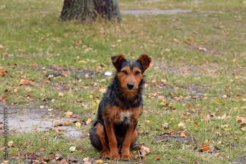 Konstfotografi black-red dog sitting in the autumn park