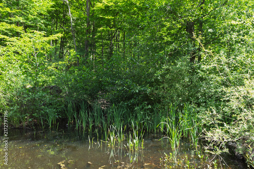 The riverbank zone in mountainous terrain, the rocky soil bordering the riverbed, with vegetation along the banks.