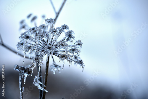 Hoar frost covered angelica. Apiaceae. Umbelliferae. Wild Carrot, shaped flower head covered with ice, cold season. ice covered plant, winter season. beauty of nature, winter background. macro Icicles