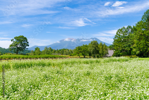 Plakat 白い花が満開の蕎麦畑と御嶽山（長野県木曽郡 開田高原）