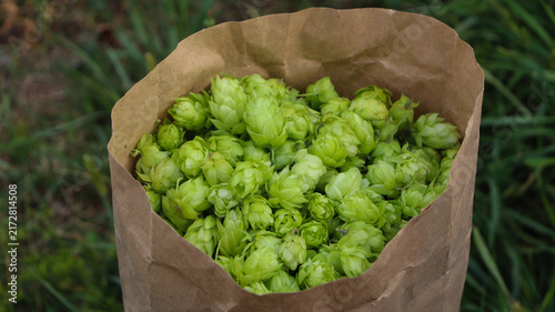 Fotografie Hops harvested and placed in a paper bag on the ground during the picking season