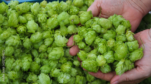 Hands hold fresh green hops at a farm during harvest season in early autumn