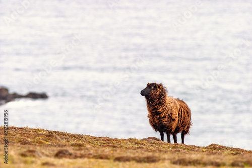 Quadro su tela Brown sheep stands on a windswept coastal grassland overlooking the sea
