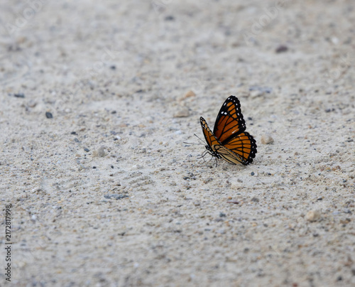 Fotografía Viceroy Butterflies  on a Gravel Trai