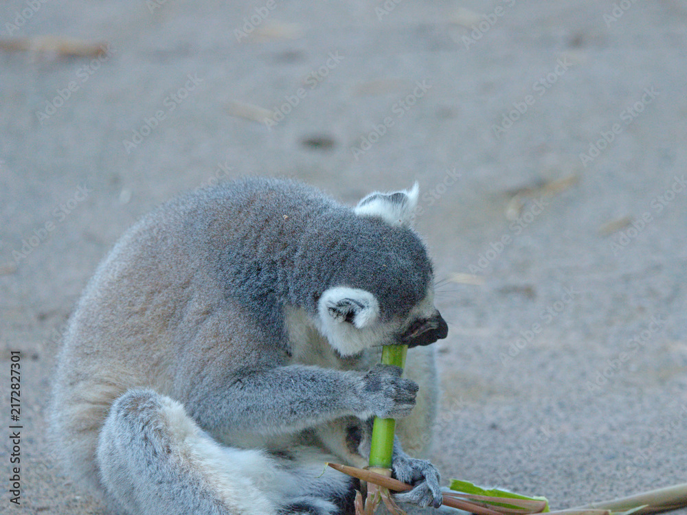 Obraz premium Ring-Tailed Lemur Eating Green Bamboo Shoot on the Ground