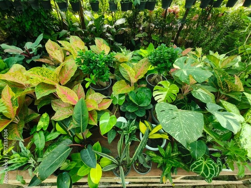 Cuadro en lienzo Assortment of vibrant indoor plants with colorful variegated leaves in various pots, ideal for home decor and urban gardening concepts