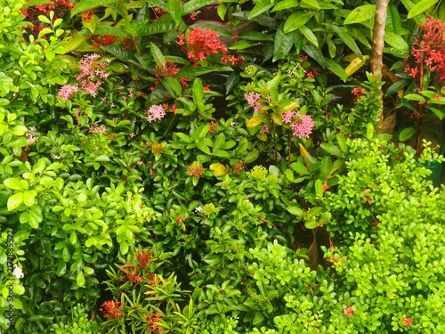 Cuadro en lienzo Vibrant green bushes adorned with small pink and red ixora flowers, creating a dense, colorful garden landscape background