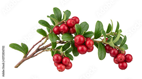 Photography Fresh red lingonberries on leafy green branch for healthy food design isolated on transparent background