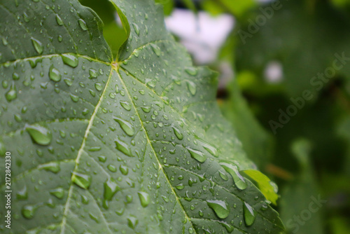 Obraz na plátne Water droplets clinging to a vibrant green leaf