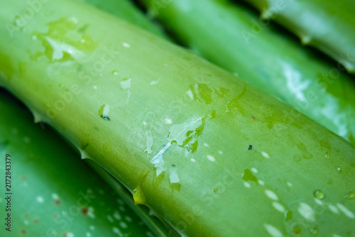 fresh green aloe vera leaves natural organic ingredient for skincare and herbal medicine