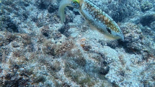 Marine Life and Ocean: 4K Underwater Video of a Caribbean Reef Squid Hovering Over a Coral Reef in Key Largo, Florida