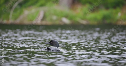 A solitary common loon floats on a tranquil Maine lake surrounded by gentle ripples and summer reflections