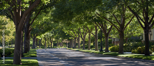 Mature street tree lining quiet residential road with lush green canopy, manicured lawn, dappled sunlight, and peaceful suburban streetscape creating welcoming outdoor scene for daily travel