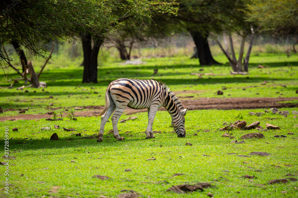 Naklejka premium Zebras walking in a green meadow and eating grass. African zebras in the savannah. Wild animals in their natural habitat.