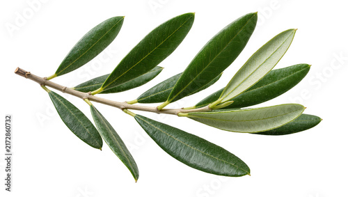 Картината върху платно Green olive branch with numerous leaves, isolated on transparent background