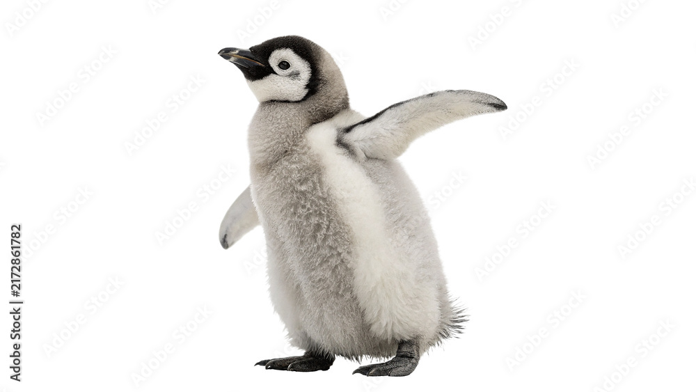 Obraz premium Cute little baby penguin standing looking curious wildlife animal isolated on transparent background