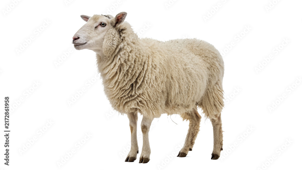 Fototapeta premium Domestic woolly white sheep standing looking forward livestock animal isolated on transparent background