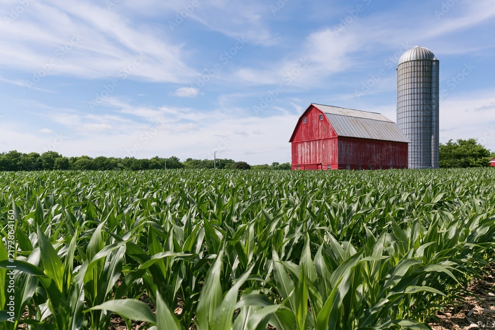 Naklejka premium The Red Barn And Silo Above A Lush Green Cornfield At Distant Horizon