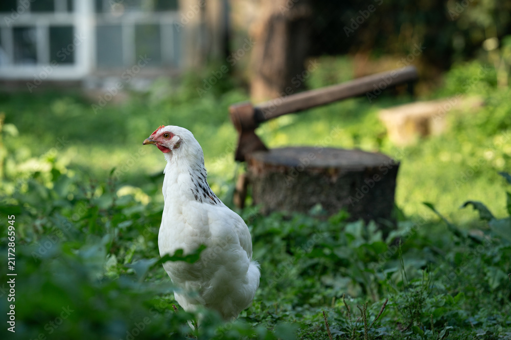 Obraz premium White chicken near a chopping block with an axe in a rural yard