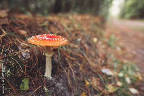 Bild auf Leinwand a beautiful red spotted amanita mushroom grows in the autumn forest