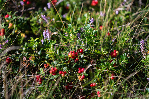 Beautiful close up of alpine flowers and wild berries in the Austrian Alps, illuminated by warm summer sunlight, showcasing vibrant colors, delicate textures and the rich beauty of pristine nature.