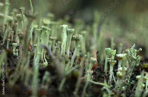 Konstfotografi Chrobotek kieliszkowaty na mchu w lesie, porost Cladonia zbliżenie, makro natura