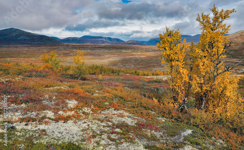 autumnal colors in norway with golden foliage of tree and red bushes  with wh...
