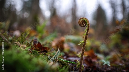 Involute fern fiddlehead in forest moss, growth and nature renewal concept