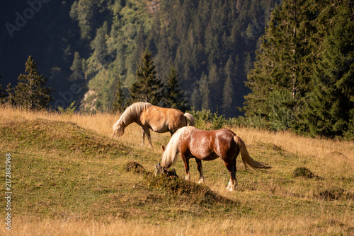 Beautiful Haflinger horses grazing on an alpine meadow at sunrise, surrounded by majestic Austrian mountain scenery and warm golden light, capturing authentic rural life and nature in Austria.
