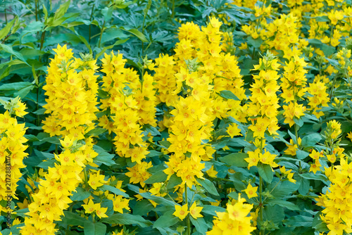 Canvastavla beautiful flowering plants perennial lysimachia punctata in the spring evening city flower bed near the house