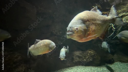 ピラニアの群泳