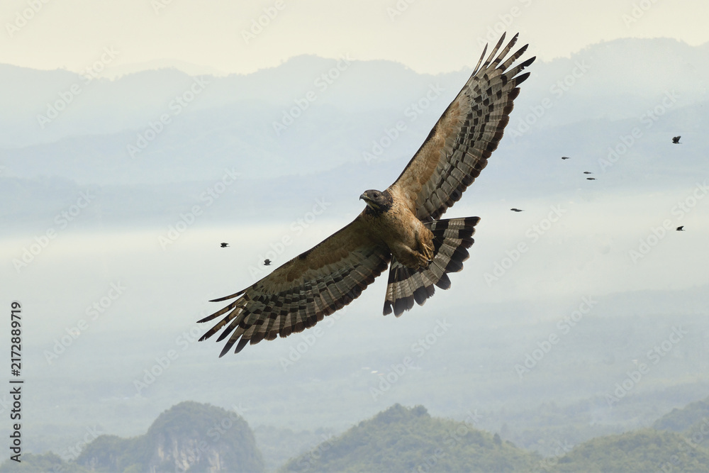 Naklejka premium A Male of Intermediate Morph Oriental Honey Buzzard ssp.orientalis in flight overlay with the view of Khao Dinsor Chumphon Thailand in the background with a flock of Black Baza flying pass by. 
