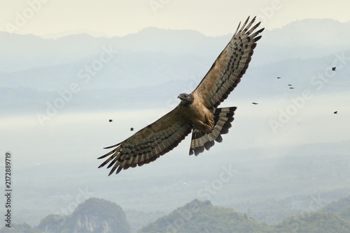 Obraz na płótnie A Male of Intermediate Morph Oriental Honey Buzzard ssp
