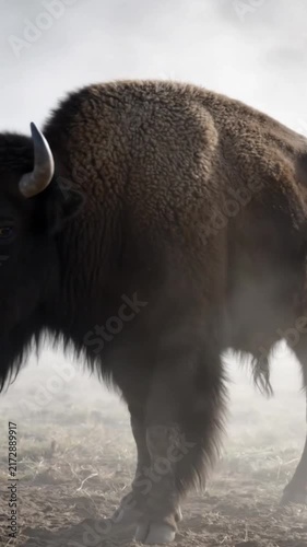 american bison