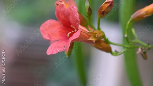 A macro close-up of a pink flower swaying in the wind. An elegant flower set against a soft green bokeh background.