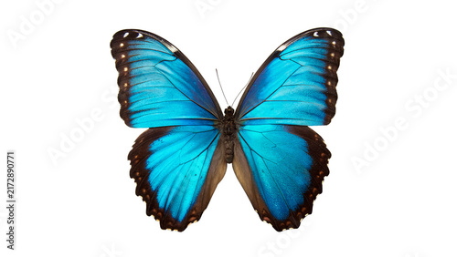 Bild auf Leinwand Blue morpho butterfly vibrant wings open flat insect macro isolated on transpare
